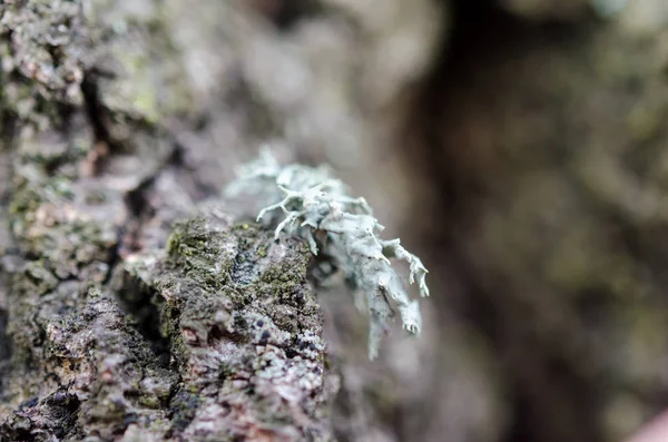 苔の乾燥木樹皮テクスチャ背景 — ストック写真
