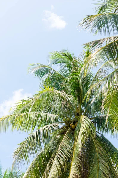 Zielona Palma Tle Niebieskiego Nieba — Zdjęcie stockowe