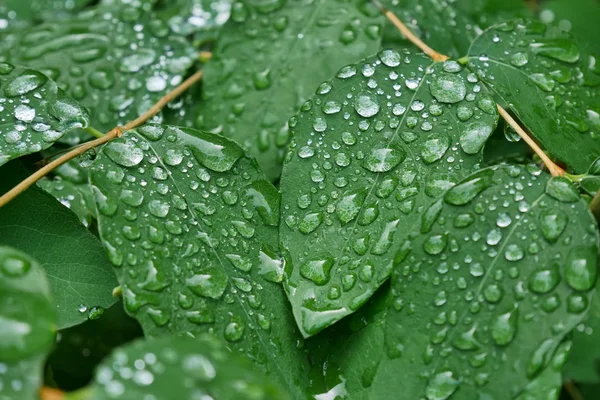 Hoja verde con gotas de agua naturaleza fondo macro primer plano . — Foto de Stock