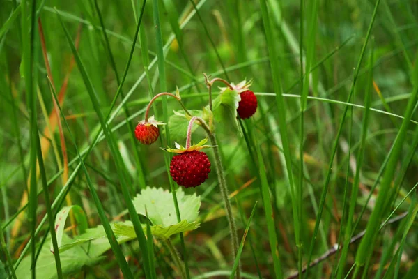 Poziomka, rosnące w środowisku naturalnym. Makro strzał szczegół dolly. — Zdjęcie stockowe