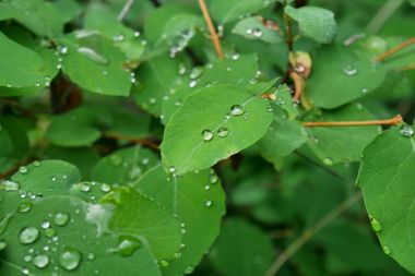 Yeşil su damla doğa arka plan hisse senedi makro yakın çekim yaprak.