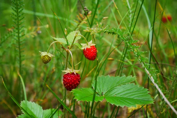 Wild strawberry growing in natural environment. Macro close-up dolly shot. Royalty Free Stock Photos