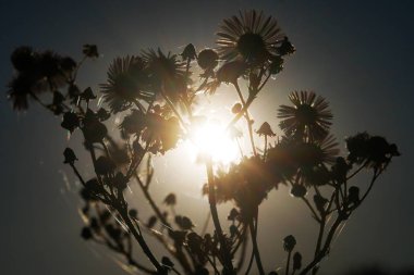 Batan güneşin zemin karşı bitkiler kuru. Kontrast fotoğraf