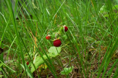 Doğal ortamında büyüyen yabani çilek. Makro yakın çekim dolly vurdu.