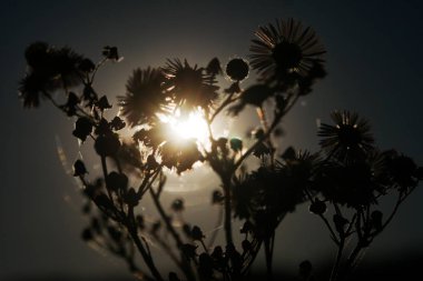 Batan güneşin zemin karşı bitkiler kuru. Kontrast fotoğraf