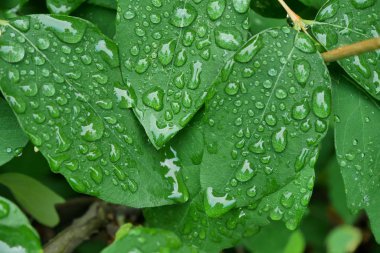 Yeşil su damla doğa arka plan hisse senedi makro yakın çekim yaprak.