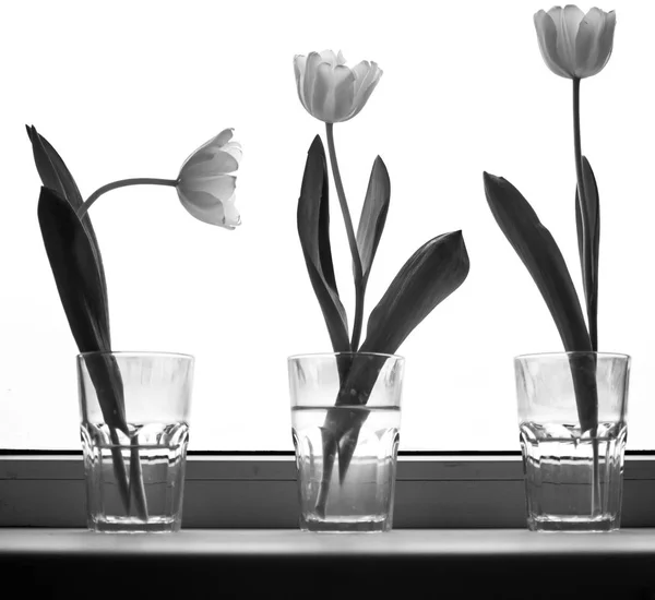 Tulips in glasses on the window. — Stock Photo, Image