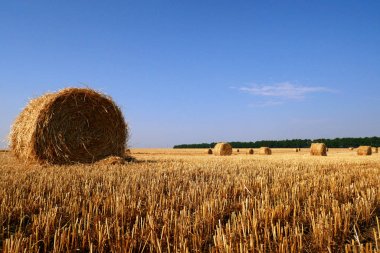 haystacks sonbahar alanında, kırsal