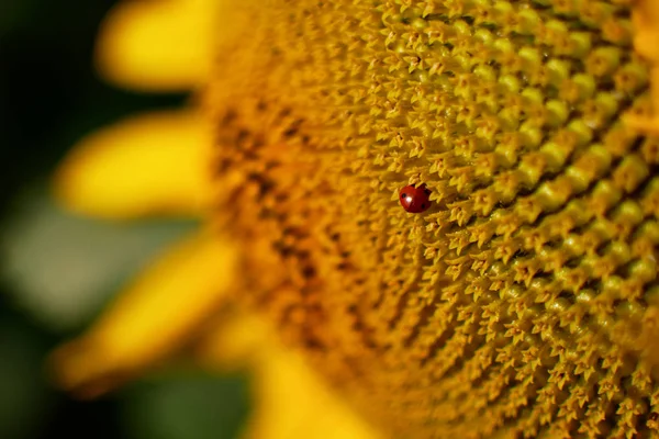 Ladybug на подсолнухе — стоковое фото