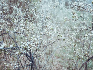 güzel ağaç bir elma ağacı çiçek