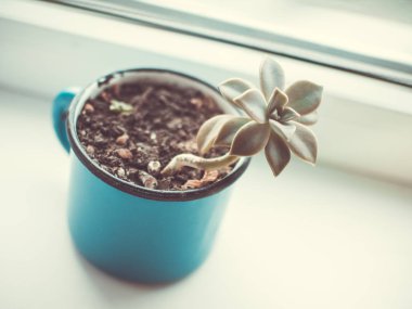etli yeşim veya şanslı bitki, yeşim bitkisi ovata, yan masa.