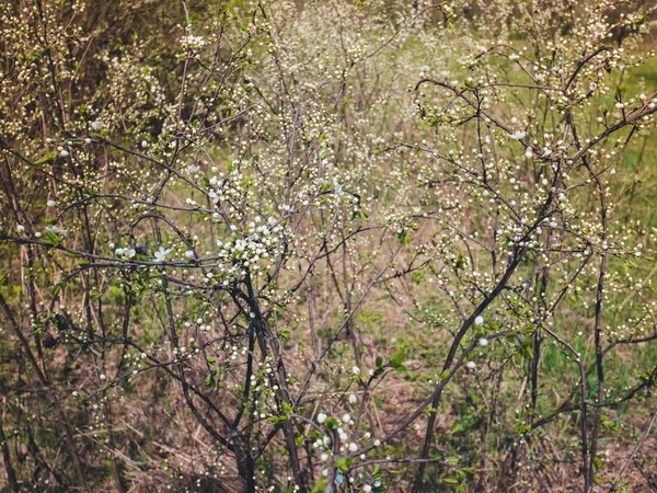 Árvore Bonita Uma Árvore Maçã Flores — Fotografia de Stock
