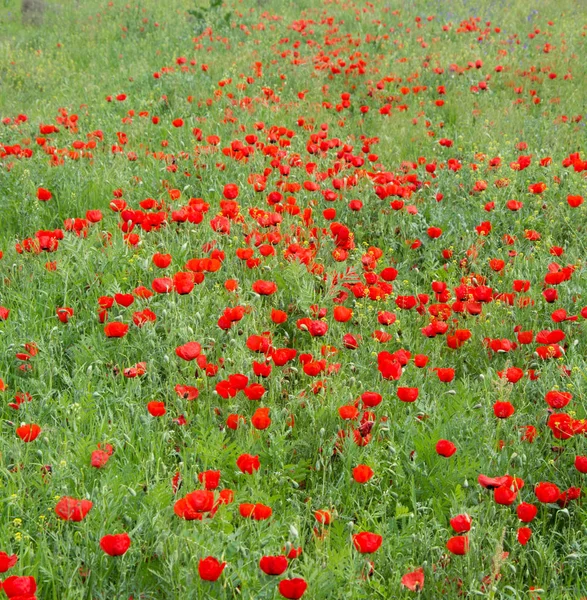 Amapolas rojas en un prado — Foto de Stock