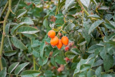 Kırmızı olgunlaşmış köpek gül