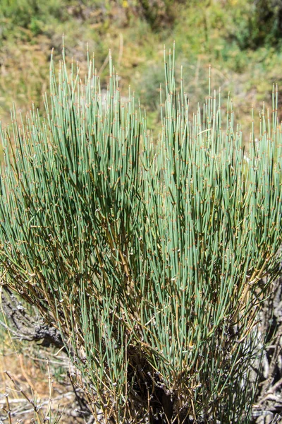 Ephedra dağ yolu üzerinde büyüyen