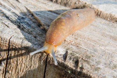 Slug izole bir güdük üzerinde