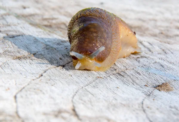 Slug on a stump isolated — Stock Photo, Image