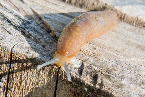 Slug su un ceppo isolato — Foto Stock