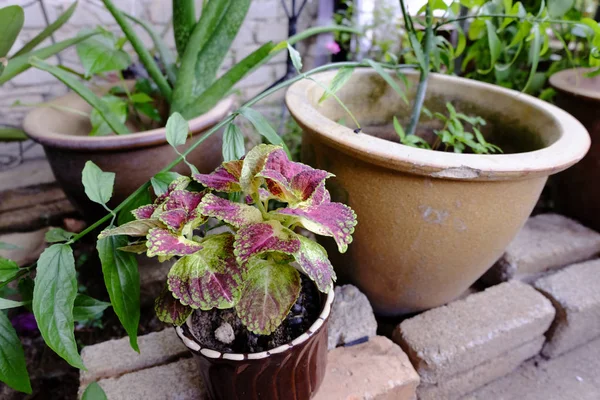 Coleus colorato e pianta verde in vaso seramico — Foto Stock