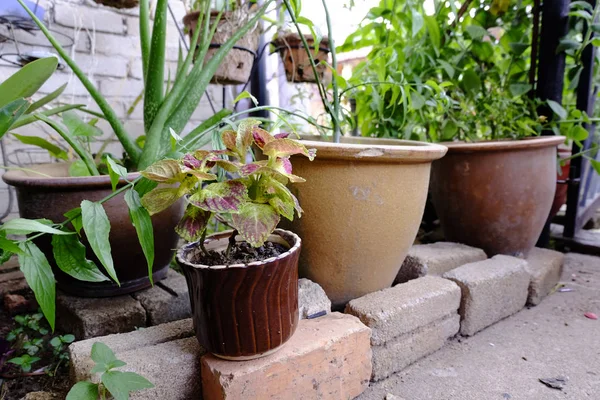 Coleus colorato e pianta verde in vaso seramico — Foto Stock