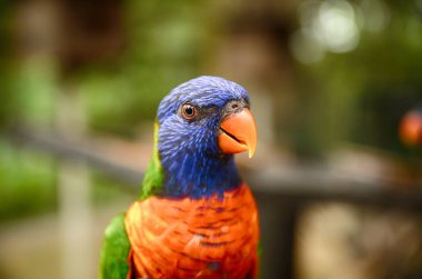  seçici odak görüntü renkli gökkuşağı Lori kuş (Trichoglossus haematodus) Kuala Lumpur kuş Parkı, Malezya