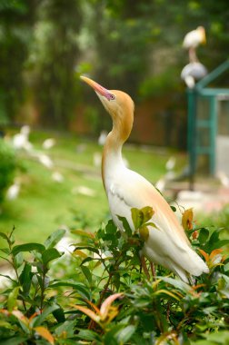 sığır balıkçıl (Bubulcus Ibis) kuş ayakta Kuala Lumpur kuş Parkı yeşil yeşillik.