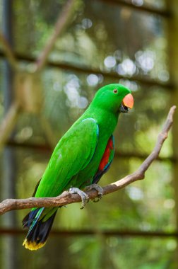  Bulanıklık arka plan ile Gökkuşağı lori (Trichoglossus haematodus) kuş