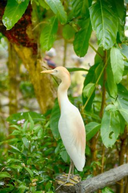 sığır ak balıkçıl seçici odak görüntü (Bubulcus ibis) Kuala Lumpur Kuş Parkı, Malezya Beton çit üzerinde kuş ayakta