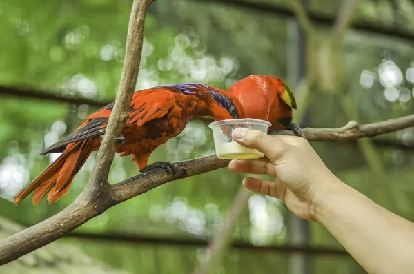 Karmienie papuga w parku ptaków, — Zdjęcie stockowe