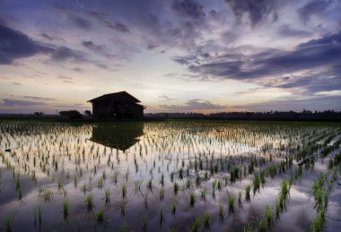 siluet görüntü kavramı paddy alan renkli gökyüzü ile güzel sabah