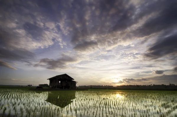 Niewyraźne i nieostrość obrazu sylwetka porzucić hut otoczeniu pola ryżowego z piękny wschód słońca — Zdjęcie stockowe