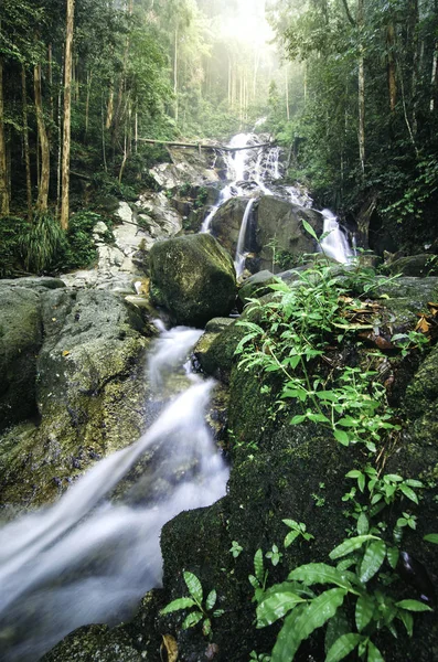 beautiful tropical rain forest waterfall with lush foliage and green mossy