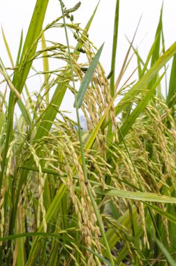 Kapalı atış, çeltik pirinç yukarı ve seçici odak 