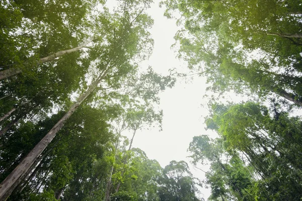 Mirando hacia el cielo a través del dosel de la selva tropical — Foto de Stock