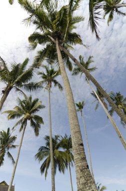 Hindistan cevizi ağacı üzerinde bulutlu ve mavi gökyüzü.