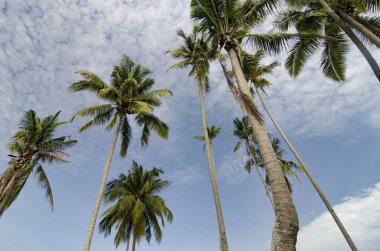  Hindistan cevizi ağacı üzerinde bulutlu ve mavi gökyüzü.