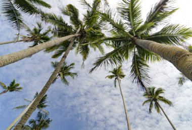Hindistan cevizi ağacı üzerinde bulutlu ve mavi gökyüzü.
