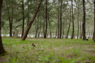 yüzey düzey bulanık yeşil (Casuarina equisetifolia) adamın orman park şutu 