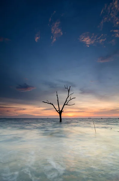 Hermosa silueta imagen de registro de manglar sobre el atardecer y el agua de marea baja — Foto de Stock