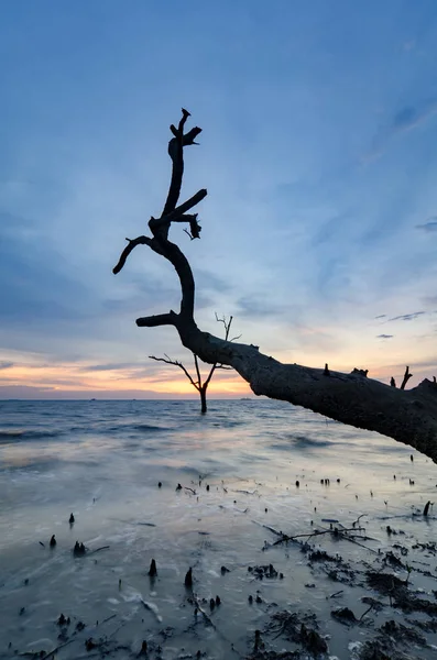 Luce magica durante il tramonto con ceppo di radici e mangrovie all'acqua bassa marea . — Foto Stock
