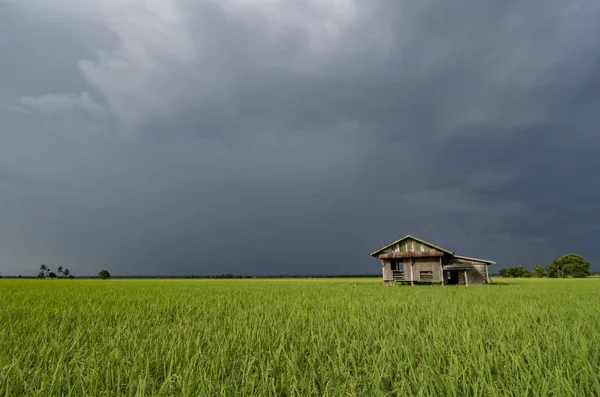 Porzucić drewniany dom, otoczony przez zielone pola ryżowego — Zdjęcie stockowe
