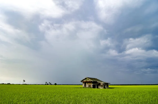 Abandonar a casa de madeira cercada por campo paddy verde — Fotografia de Stock
