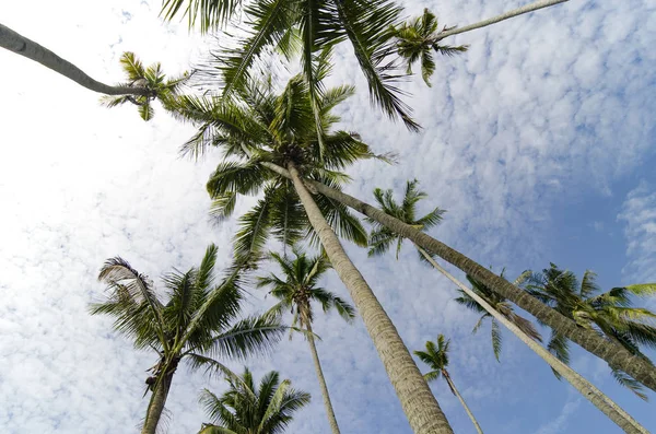 Prachtige natuur, kokosnoot boom over bewolkt en blauwe hemel. — Stockfoto