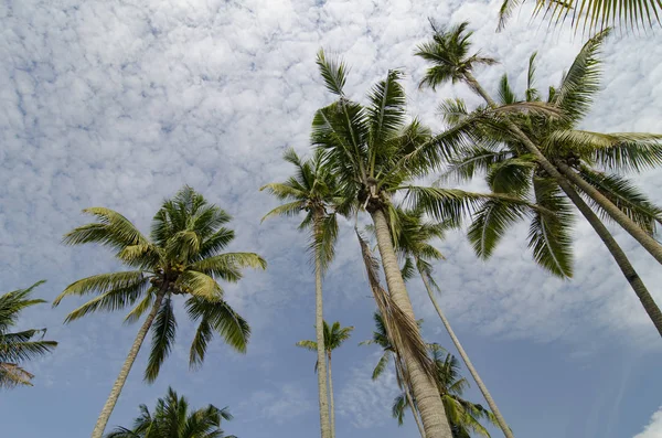 Kokosnoot boom over bewolkt en blauwe hemel. — Stockfoto