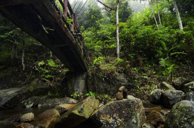  Yeşil yağmur ormanı Malezya içinde bulunan toplayan
