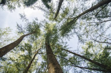 alt açısı shot, deniz meşe ağacı (Casuarina eşke gövde altında