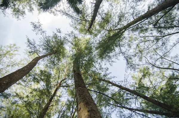 alt açısı shot, deniz meşe ağacı (Casuarina eşke gövde altında