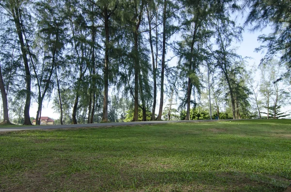 바다 떡갈나무 (카 수 아리나 equisetifolia) 공원의 트렁크에서 — 스톡 사진