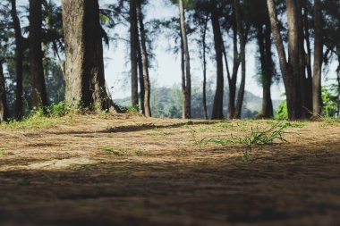 deniz meşe ağacı (Casuarina equisetifolia) park.blue gökyüzü arka plan ve seçici odak gövde altında