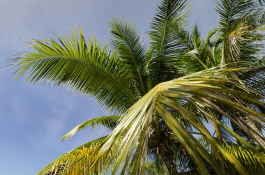 güzel mavi gökyüzü arka plan ortaya çıkarmak için Hindistan cevizi ağacı görünümü bak ve Hindistan cevizi ağacı yaprakları